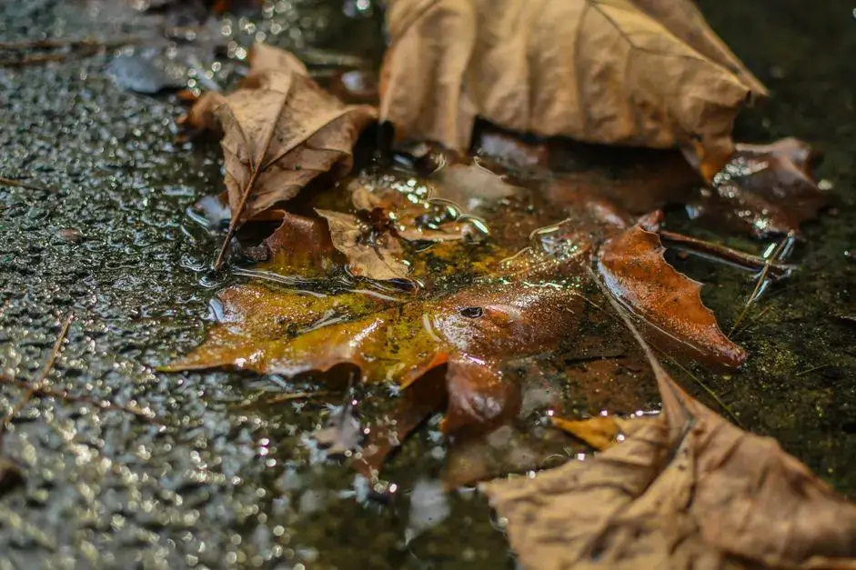Wet autumn leaves — the kind of debris that clogs gutters